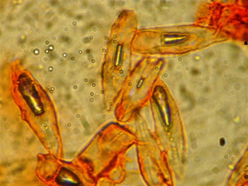 Crosta da determinare (Peniophora incarnata)